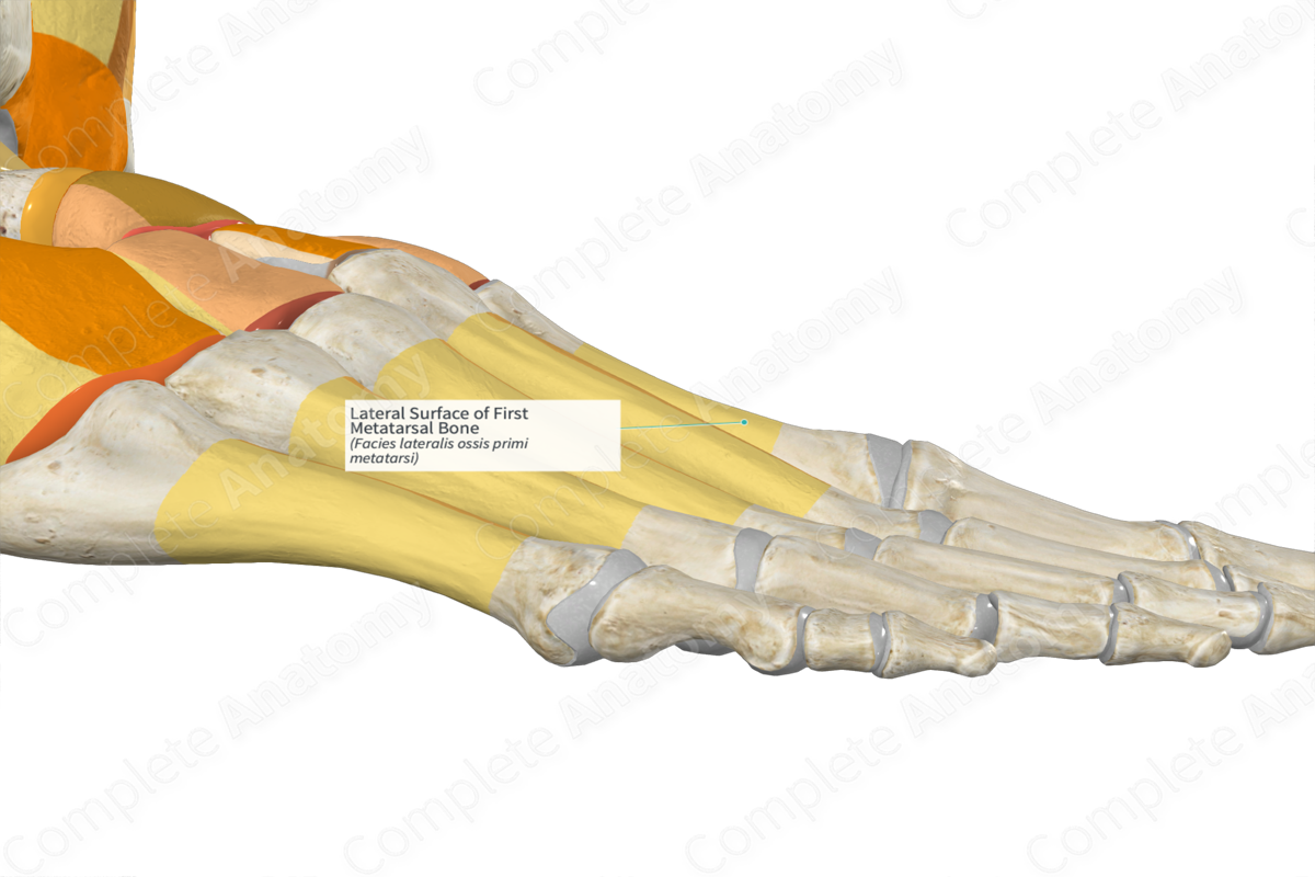 Lateral Surface of First Metatarsal Bone