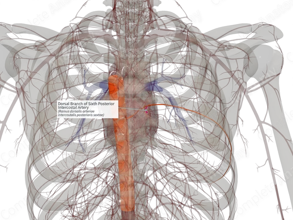 Dorsal Branch of Sixth Posterior Intercostal Artery (Right)