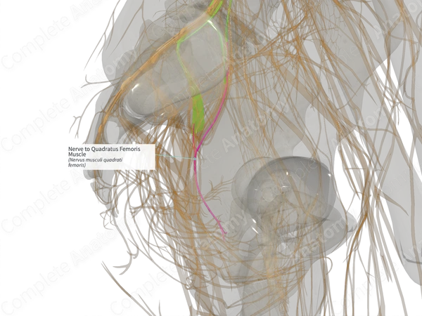 Nerve to Quadratus Femoris Muscle (Left)