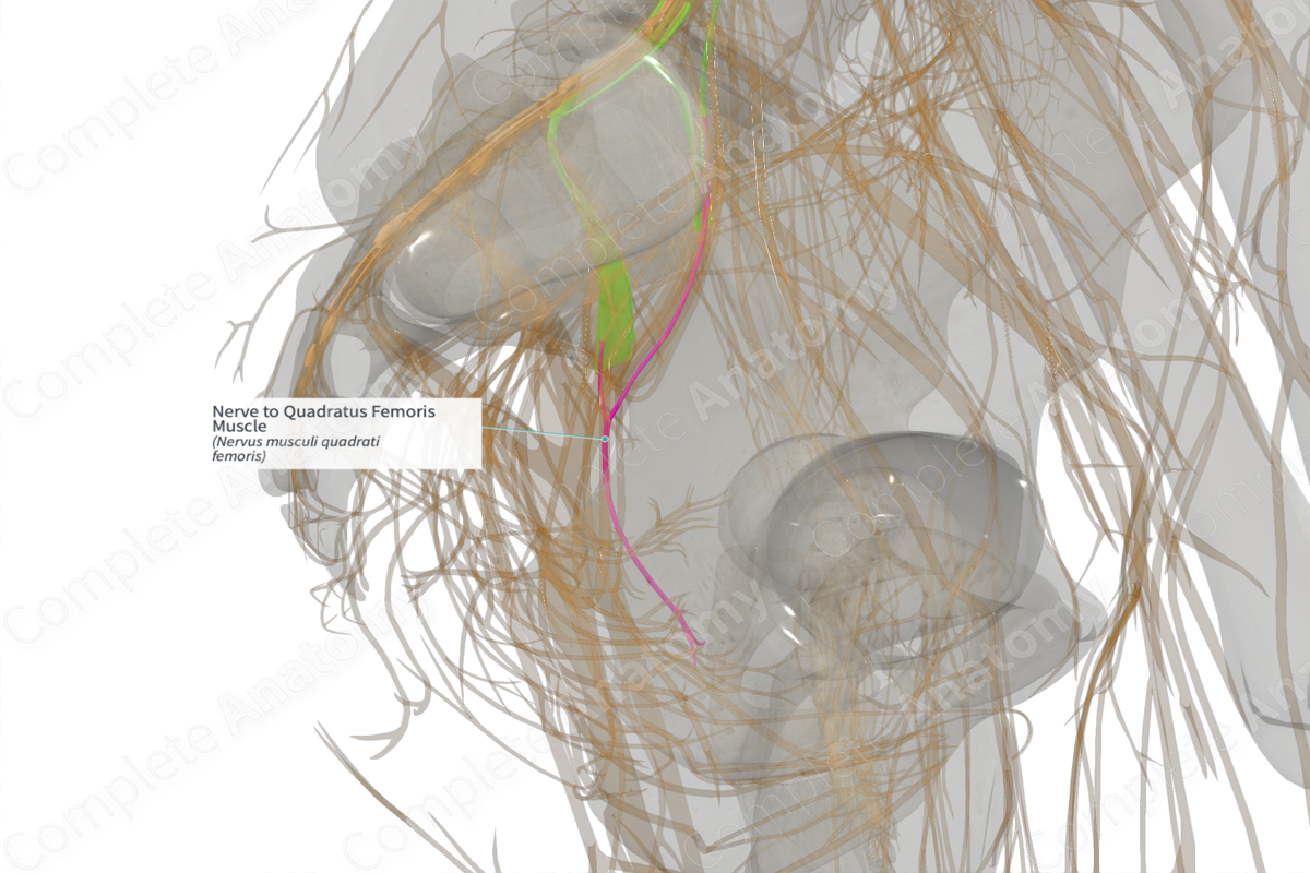 Nerve to Quadratus Femoris Muscle (Left)