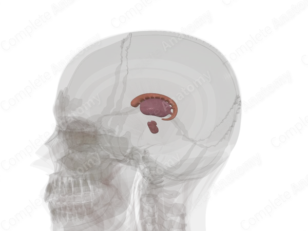 Corpus Striatum