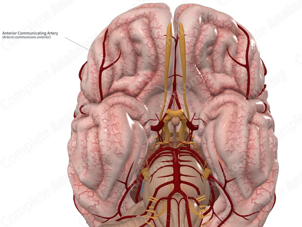 Anterior Communicating Artery