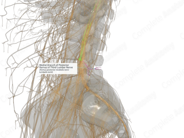 Medial Branch of Posterior Ramus of Third Lumbar Nerve (Left)