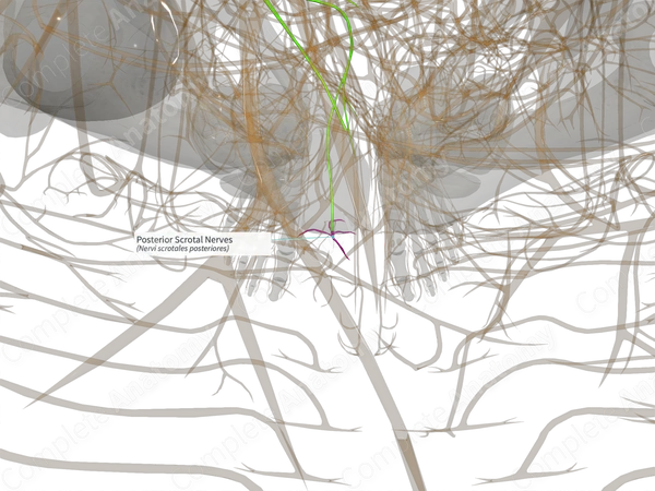 Posterior Scrotal Nerves (Right)