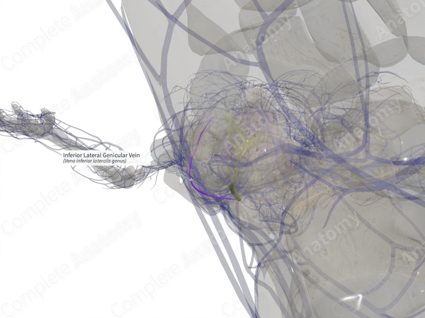 Inferior Lateral Genicular Vein (Right)
