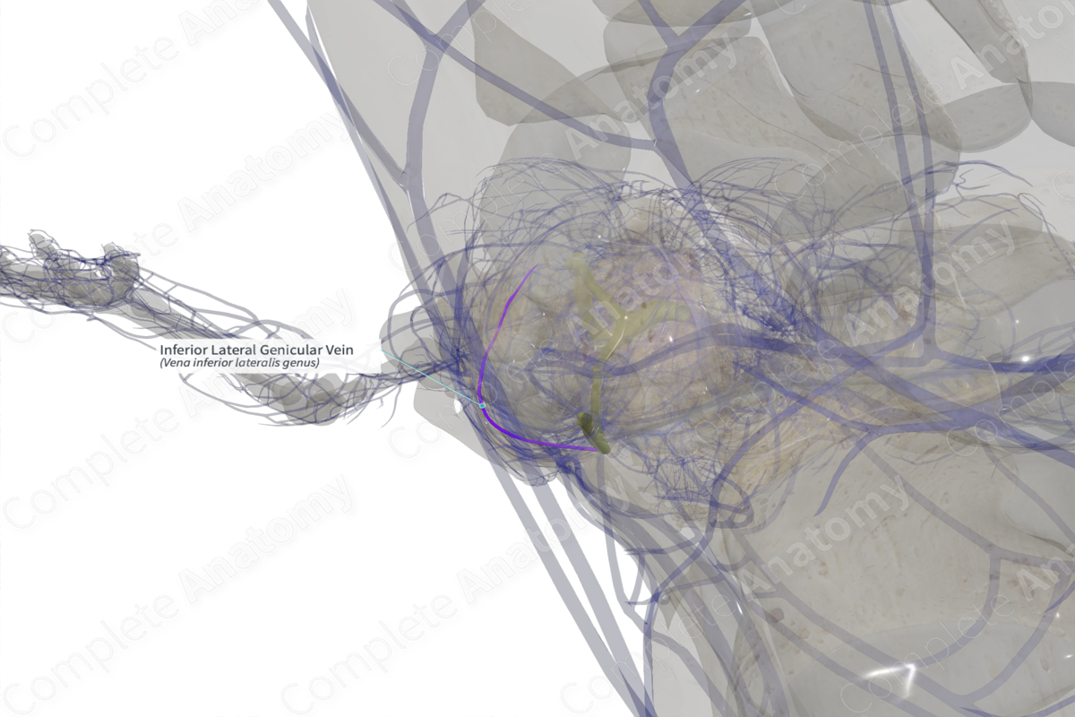 Inferior Lateral Genicular Vein (Right)