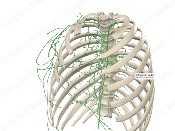 Intercostal Nodes