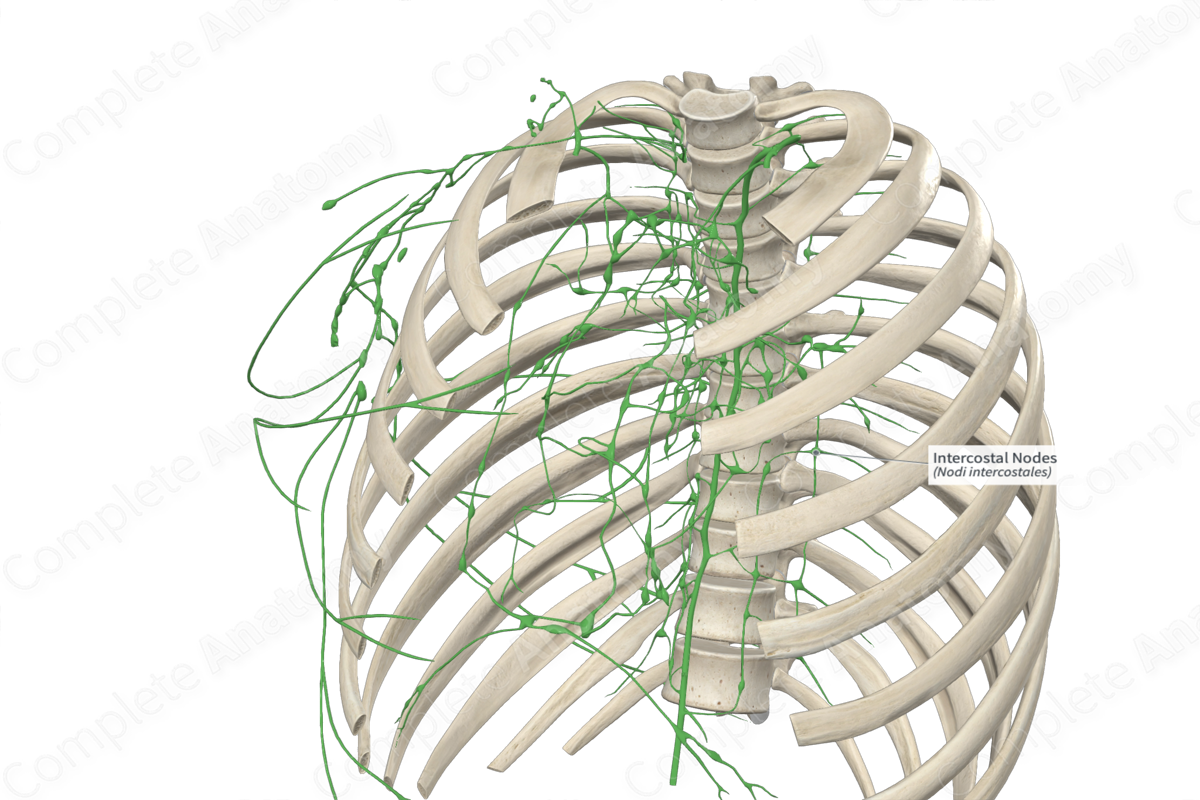 Intercostal Nodes 