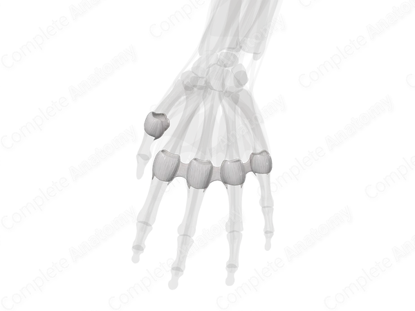 Metacarpophalangeal Joints (Left)