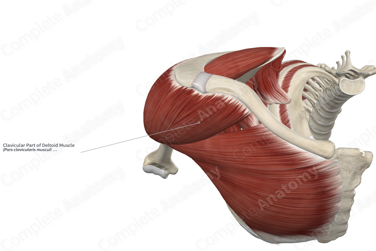 Clavicular Part of Deltoid Muscle 
