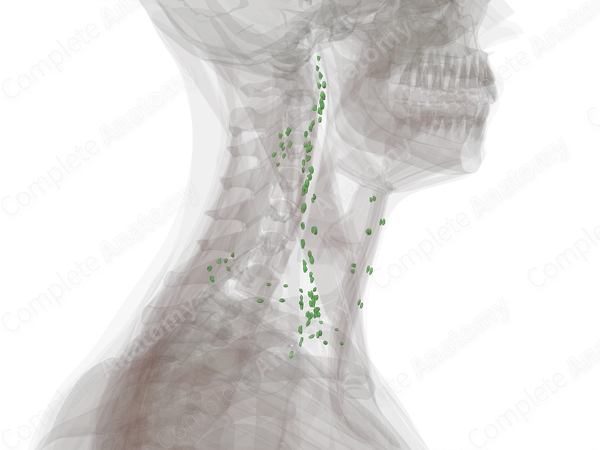 Lymph Nodes of Neck