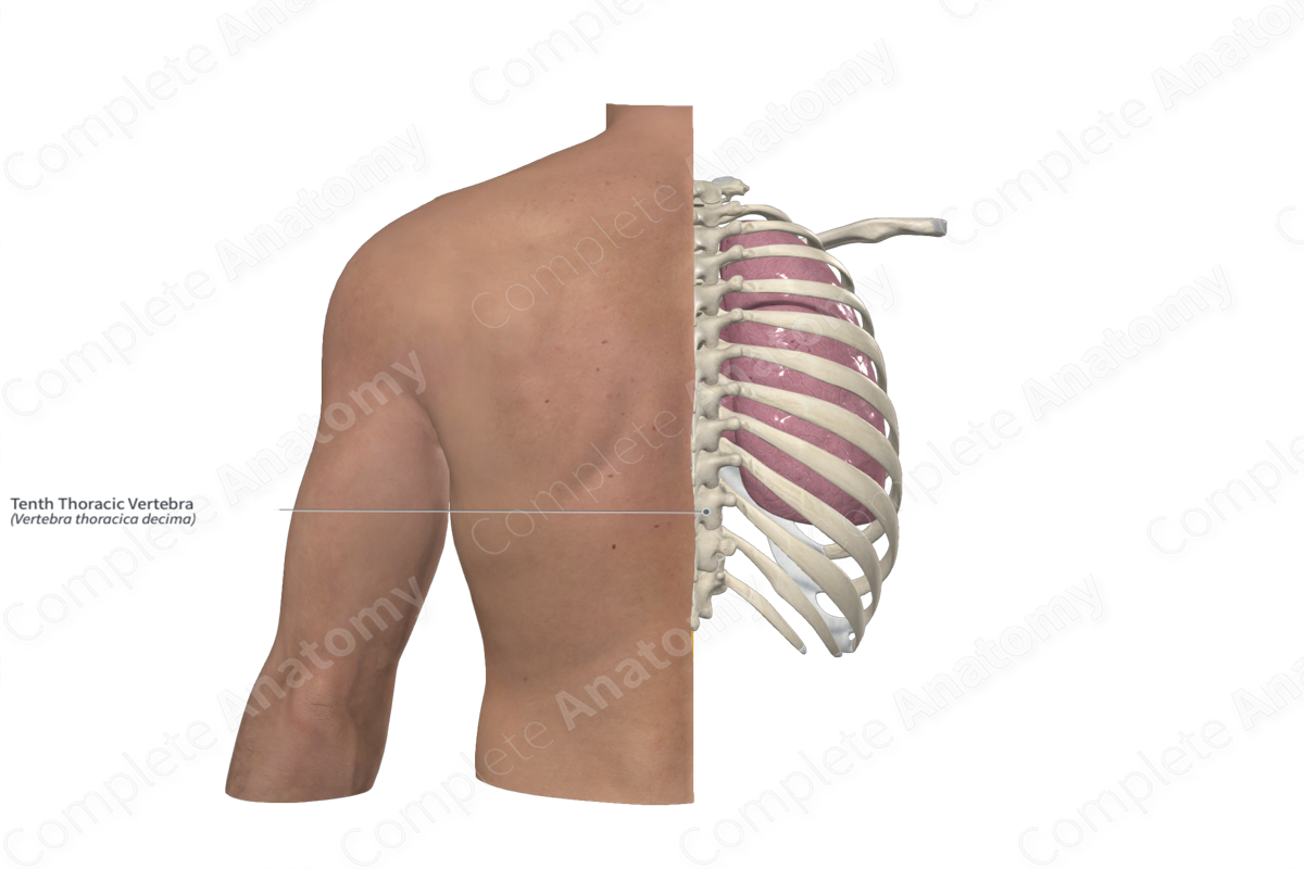 Tenth Thoracic Vertebra