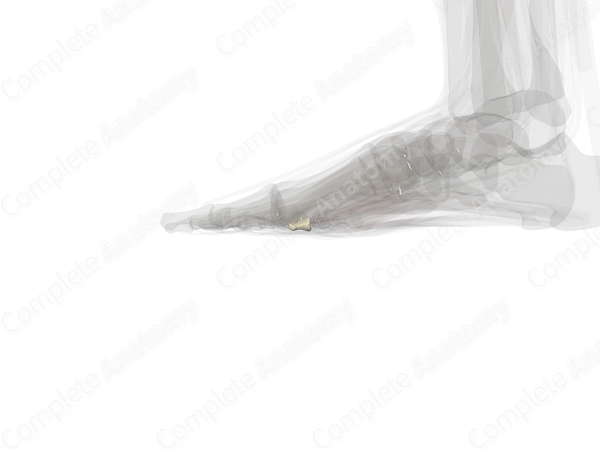 Distal Phalanx of Little Toe (Left)
