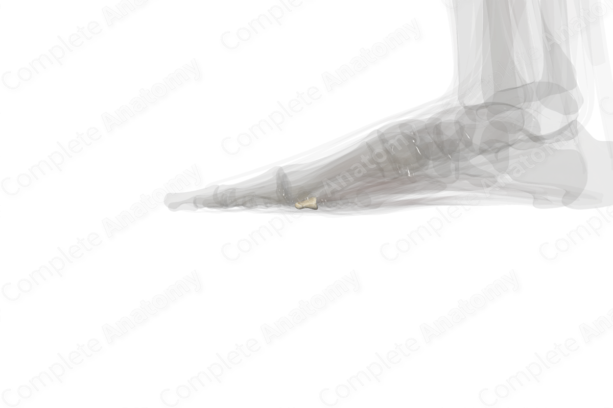 Distal Phalanx of Little Toe (Left)