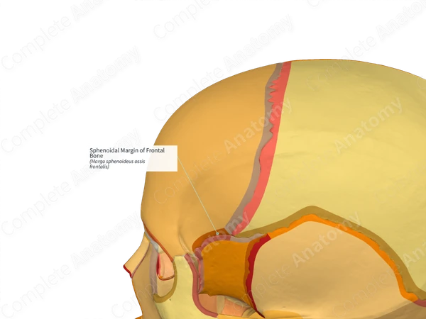 Sphenoidal Margin of Frontal Bone (Right)