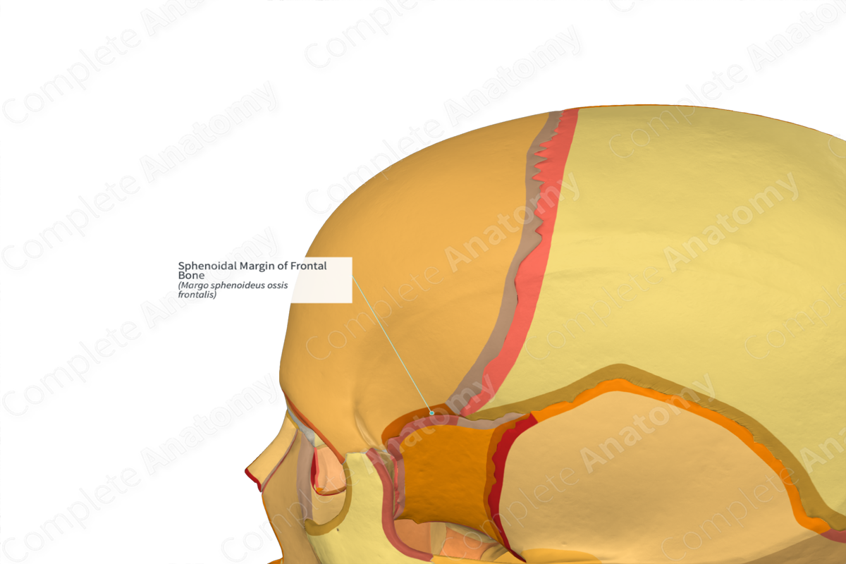 Sphenoidal Margin of Frontal Bone (Right)