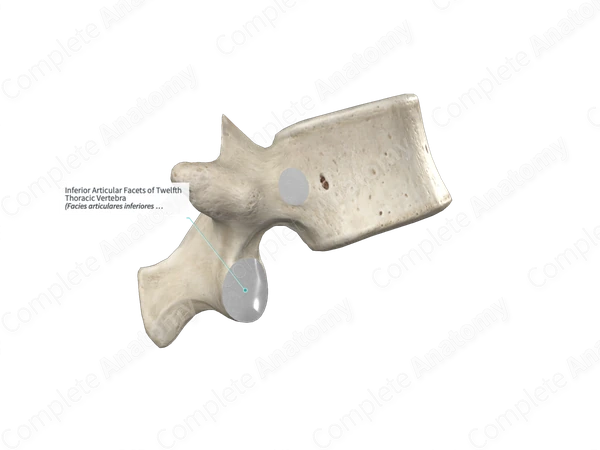 Inferior Articular Facets of Twelfth Thoracic Vertebra