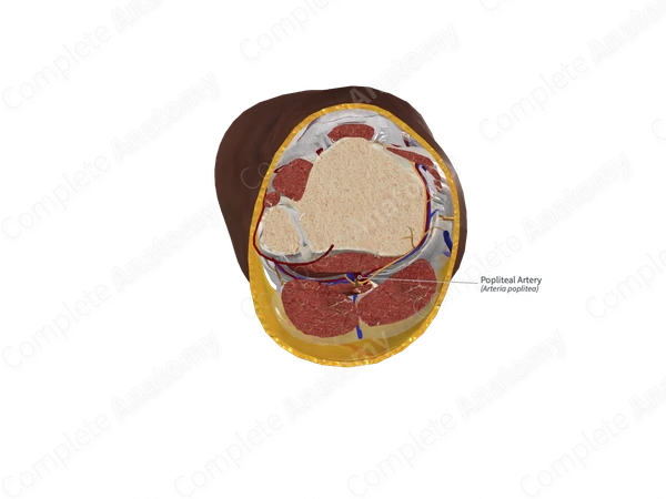 Popliteal Artery 