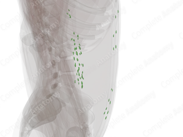 Parietal Abdominal Lymph Nodes