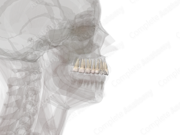 Maxillary Dental Arch (Left Quadrant)