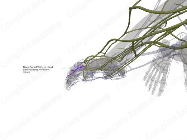 Deep Dorsal Veins of Hand (Left)