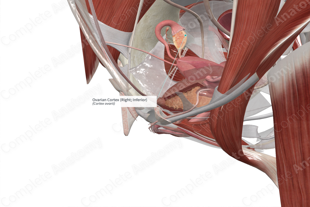 Ovarian Cortex (Right; Inferior)