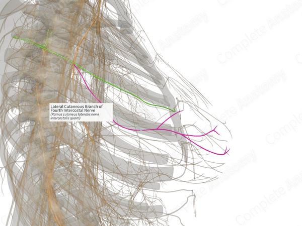 Lateral Cutaneous Branch of Fourth Intercostal Nerve (Left)