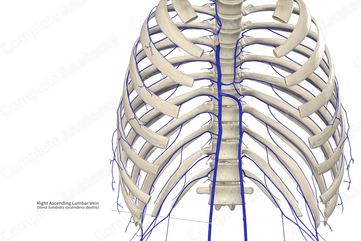 Right Ascending Lumbar Vein | Complete Anatomy