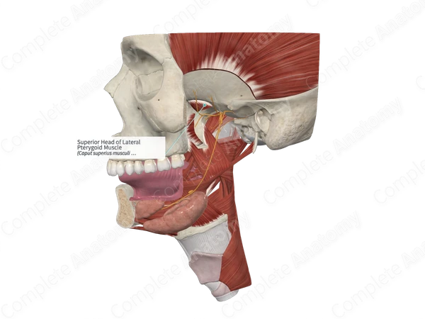 Superior Head of Lateral Pterygoid Muscle