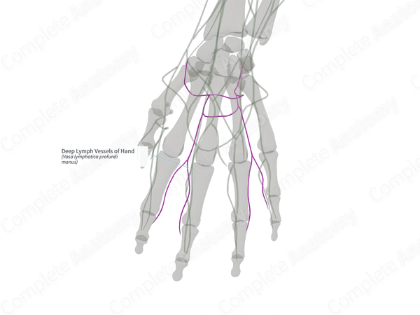 Deep Lymph Vessels of Hand (Left)