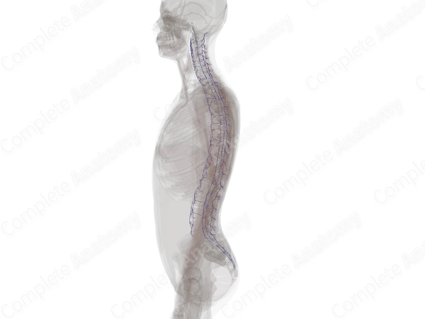 Vertebral Venous Plexus