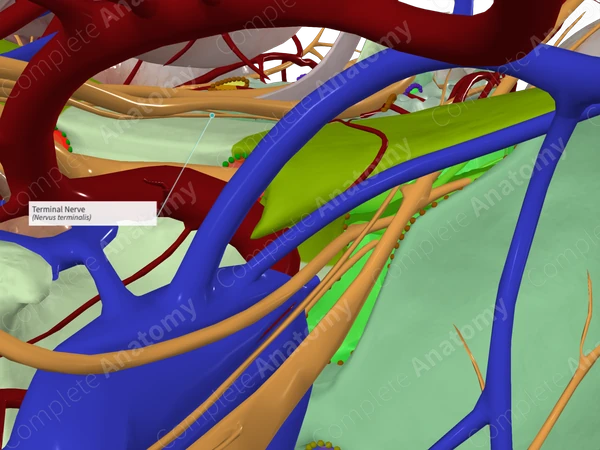 Terminal Nerve