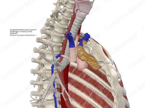 Longitudinal Muscular Layer of Esophagus (Thoracic Part; Anterior)