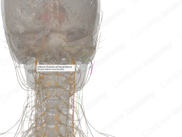 Inferior Division of Facial Nerve (Right)