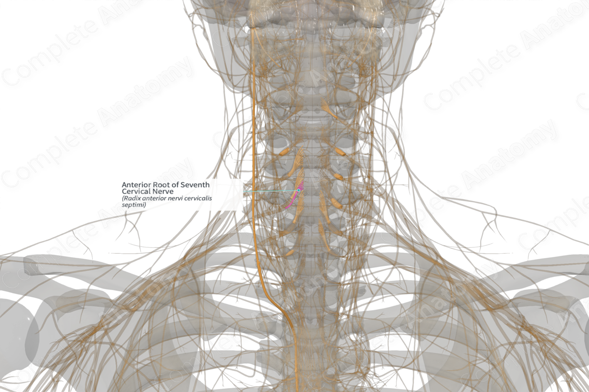 Anterior Root of Seventh Cervical Nerve (Right)