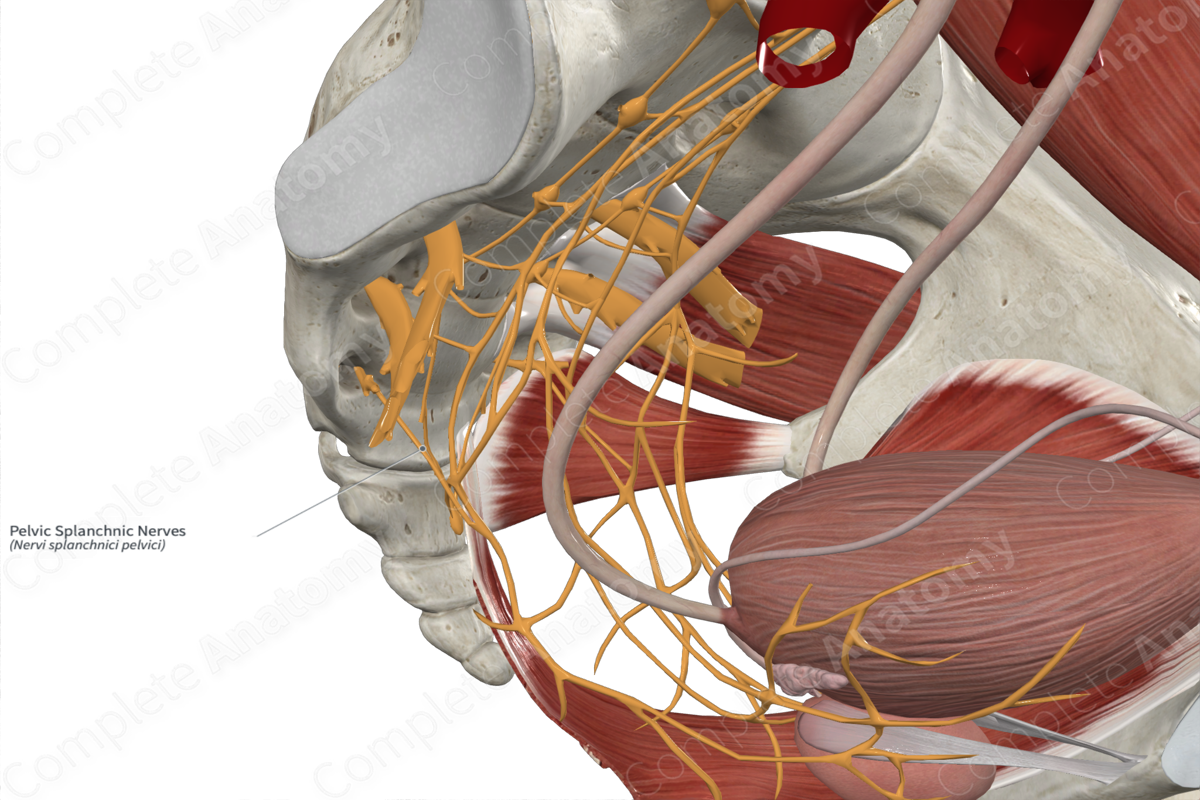 Pelvic Splanchnic Nerves 