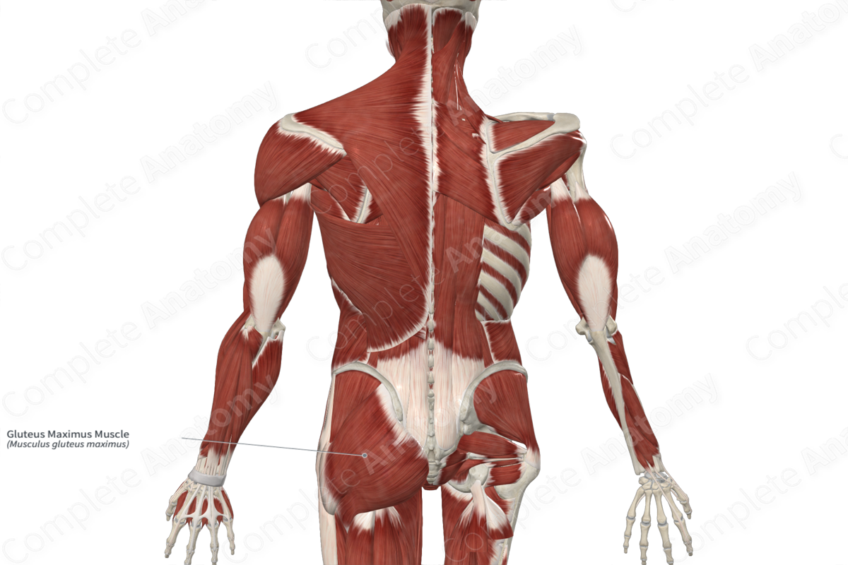 https://cdn.3d4medical.com/complete_anatomy-userdata/video-sticky/b3/21847528a4.webp