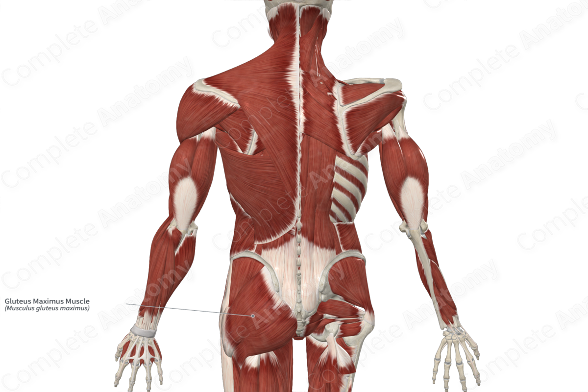 Gluteus Maximus Muscle 