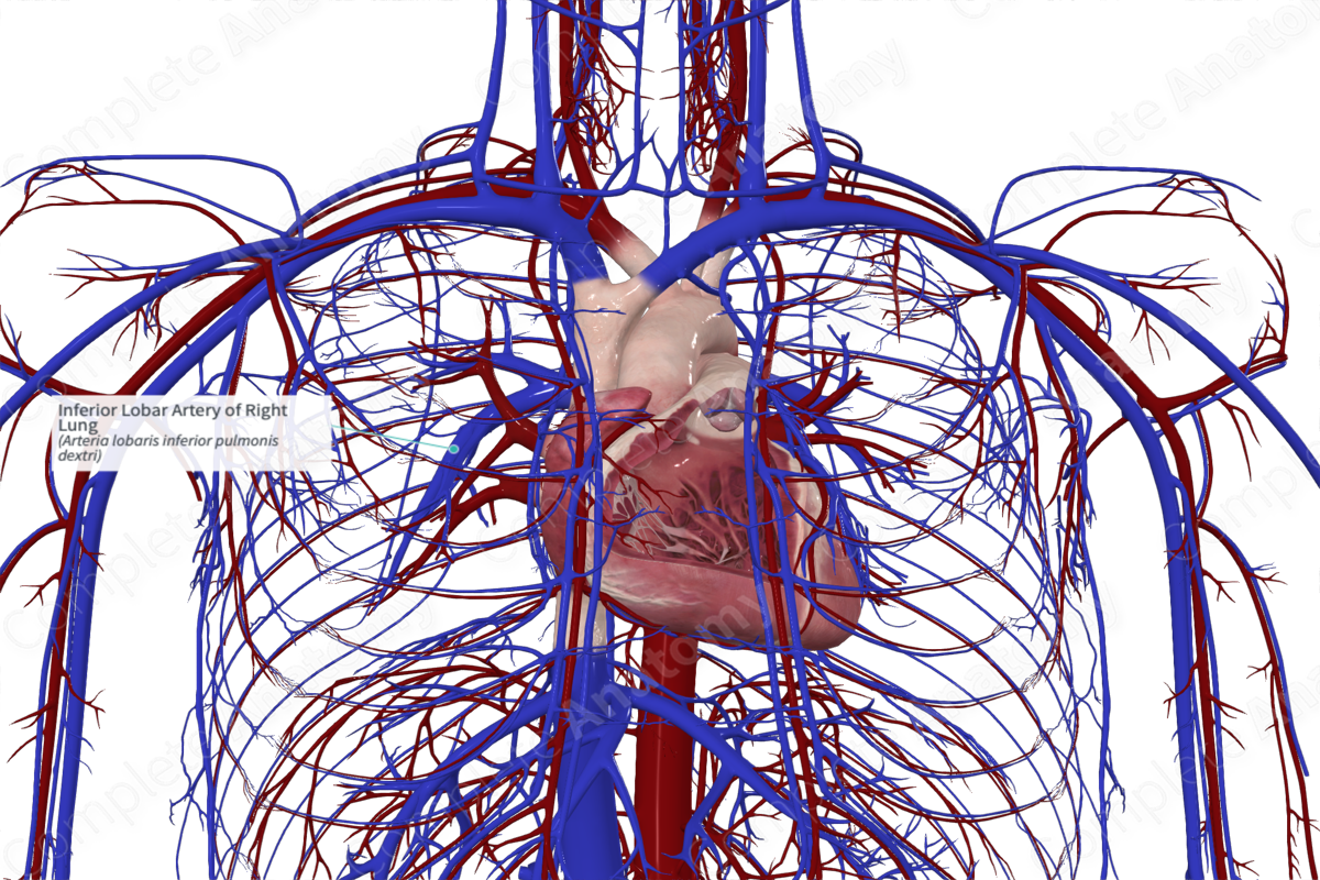 Inferior Lobar Artery of Right Lung