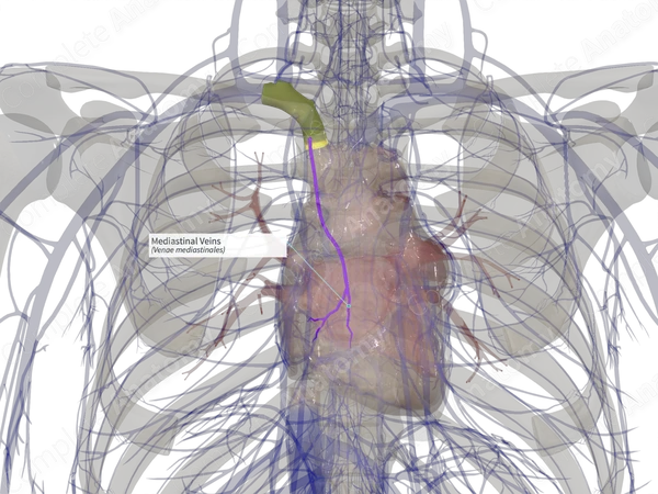 Mediastinal Veins (Right)