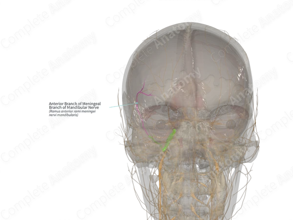Anterior Branch of Meningeal Branch of Mandibular Nerve (Right)