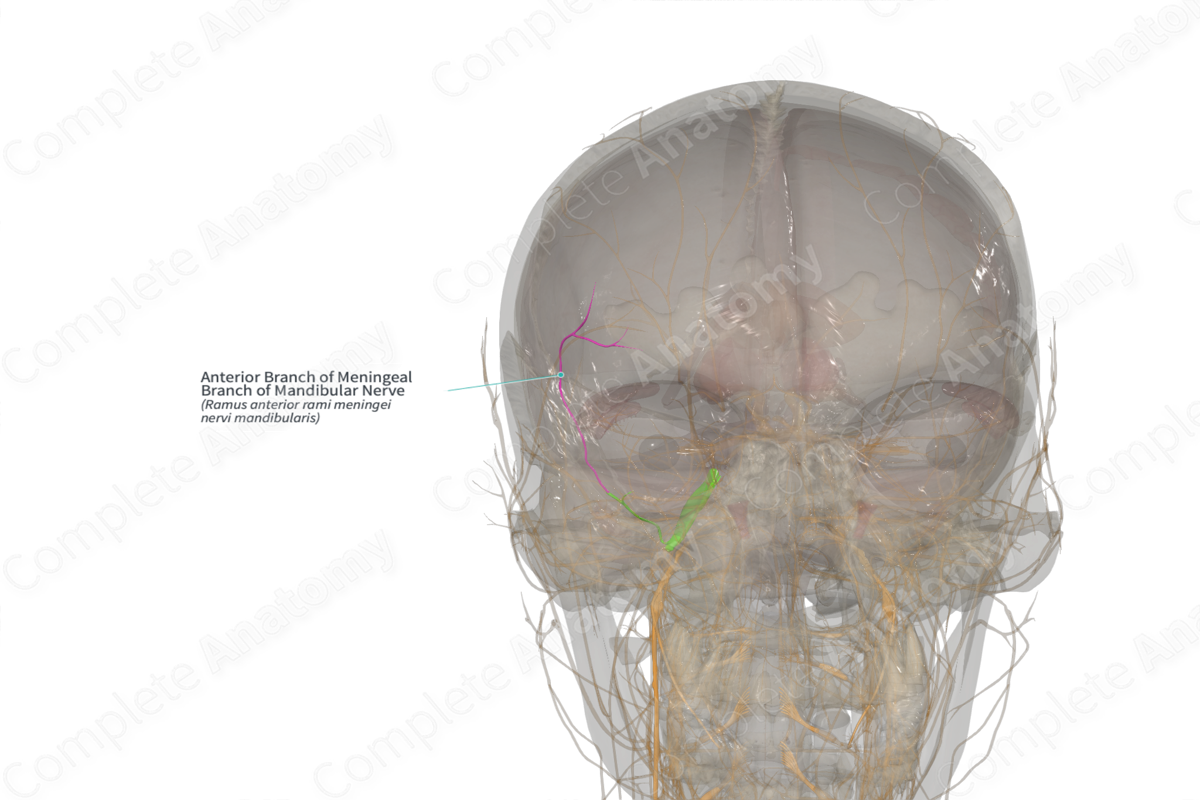 Anterior Branch of Meningeal Branch of Mandibular Nerve (Right)