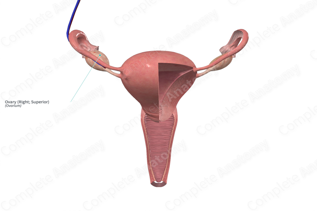 Ovary (Right; Superior) Complete Anatomy