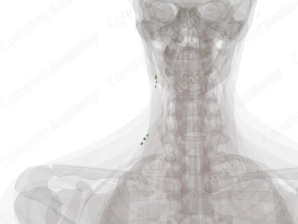 Accessory Nodes (Left)