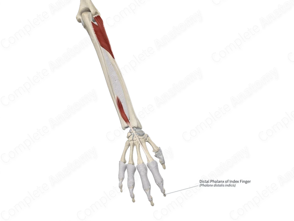 Distal Phalanx of Index Finger