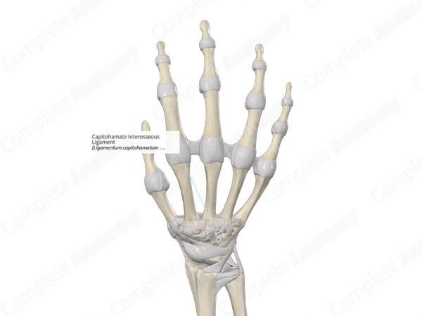 Capitohamate Interosseous Ligament