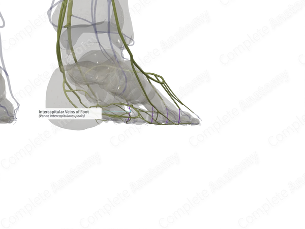 Intercapitular Veins of Foot (Left)