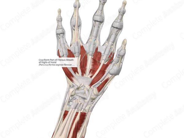 Cruciform Part of Fibrous Sheath of Digits of Hand 