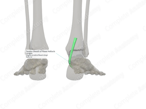 Tendon Sheath of Flexor Hallucis Longus (Right)