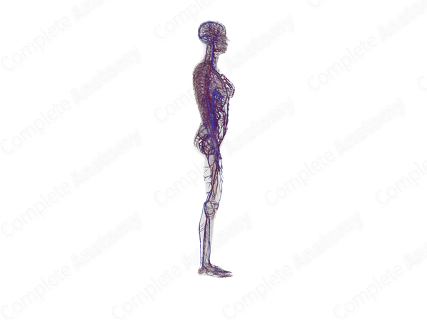 Cardiovascular System